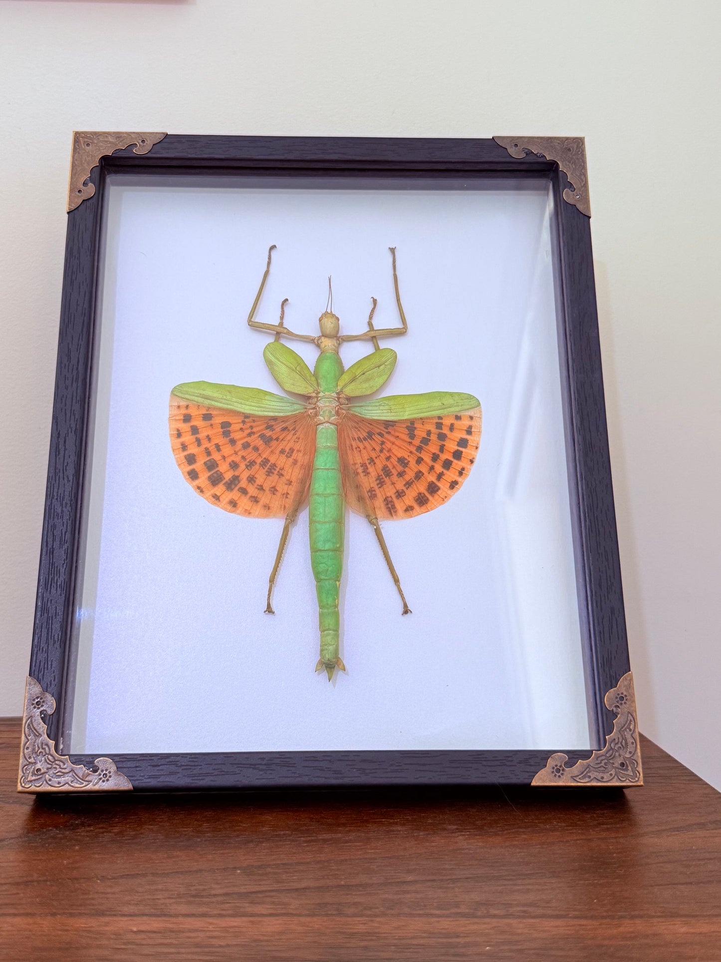 Stick Insect Taxidermy