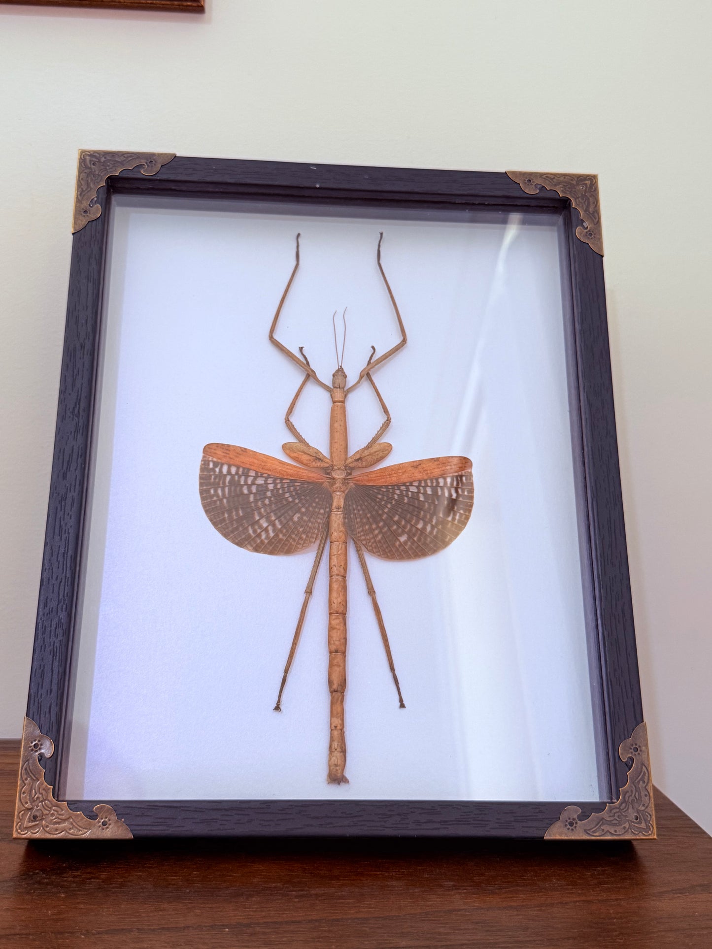 Stick Insect Taxidermy