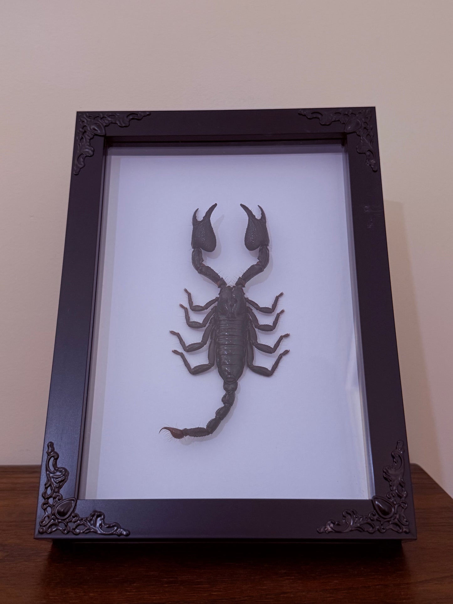 Asian Forest Scorpion Taxidermy