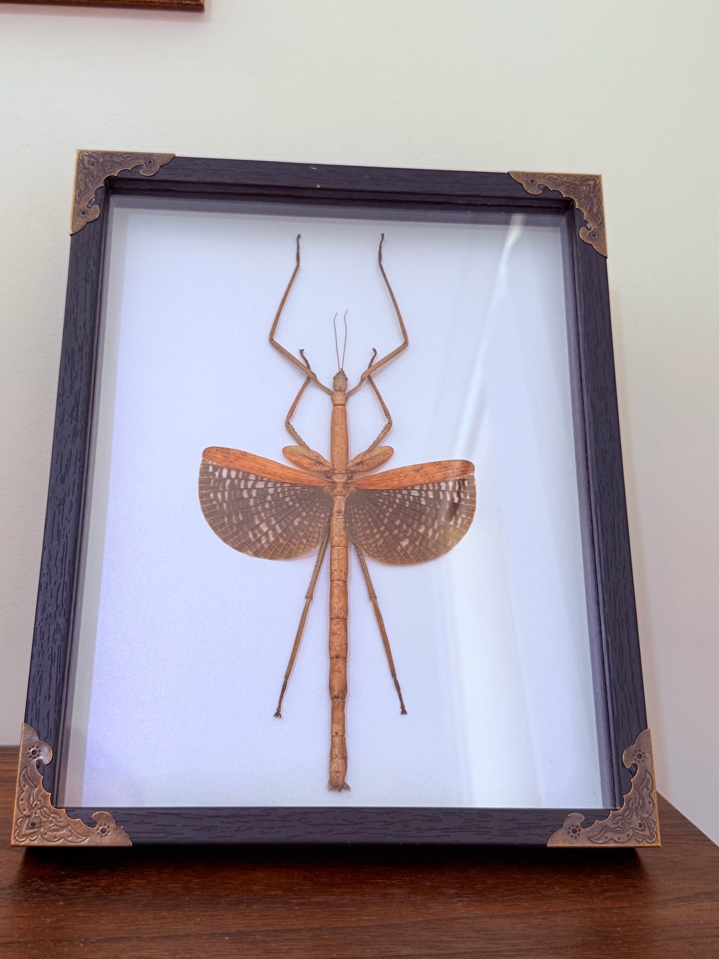 Stick Insect Taxidermy
