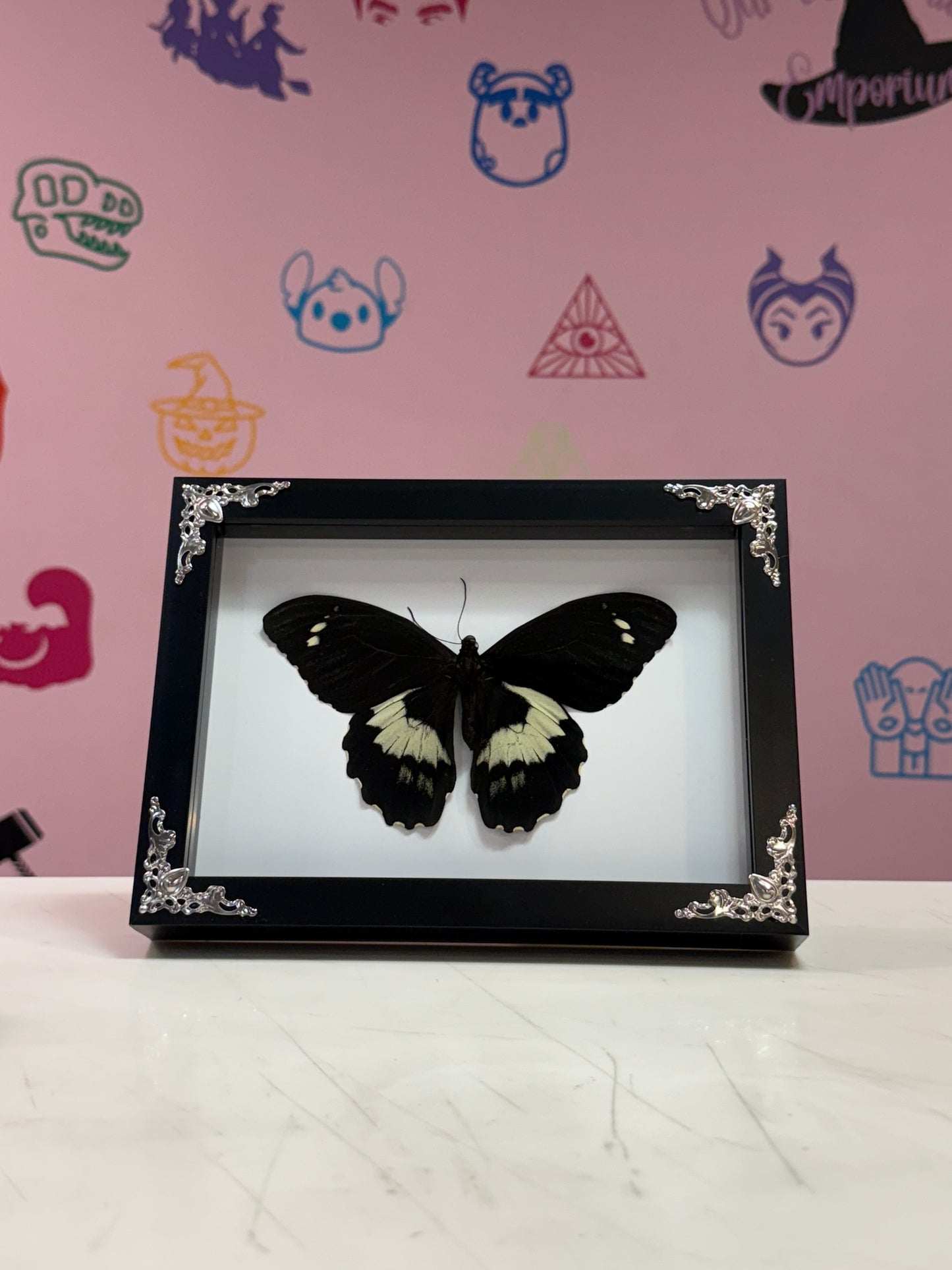 A2 Papilio Gambrisius- Male Taxidermy