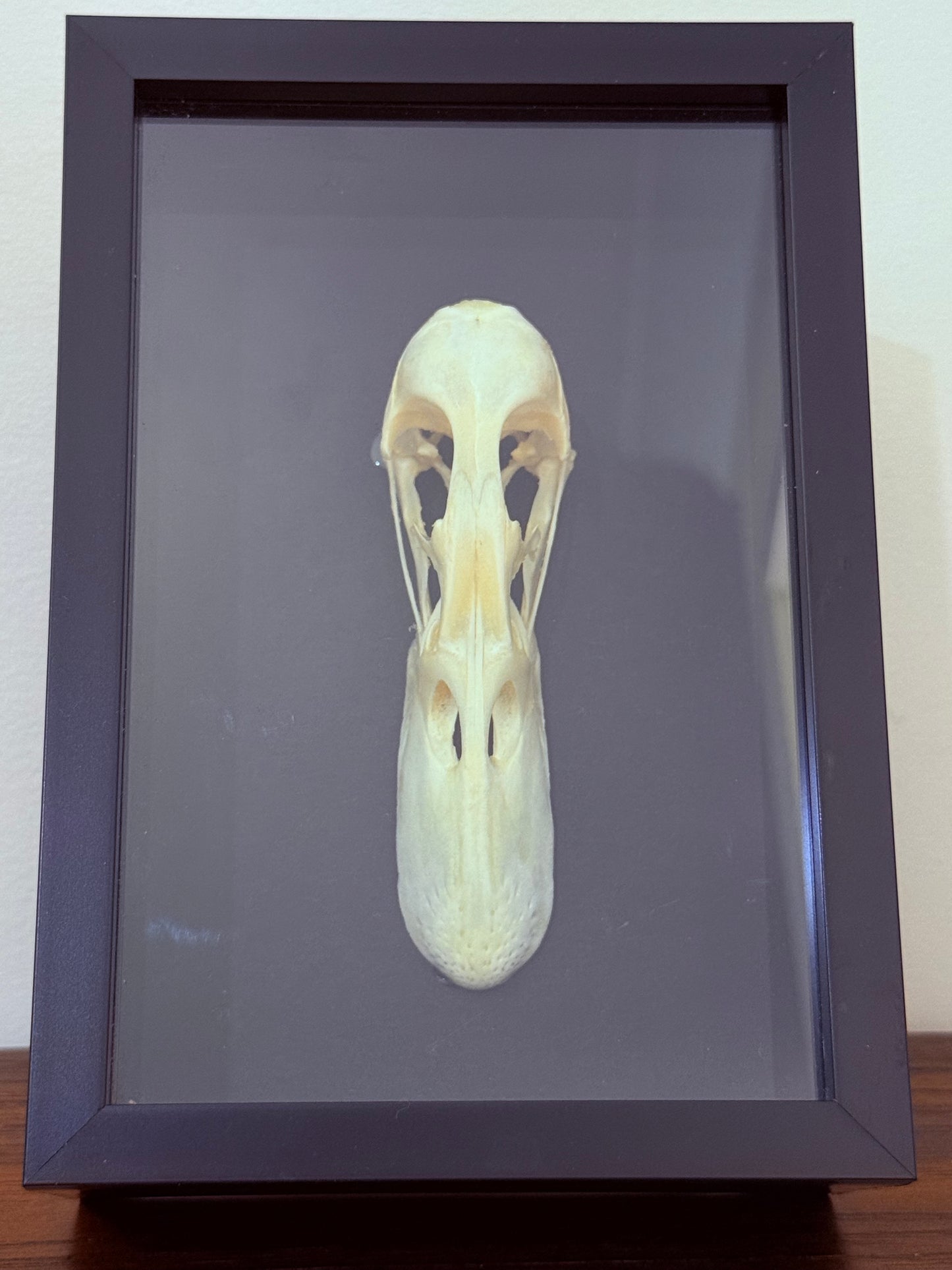 Mallard Duck Skull Taxidermy