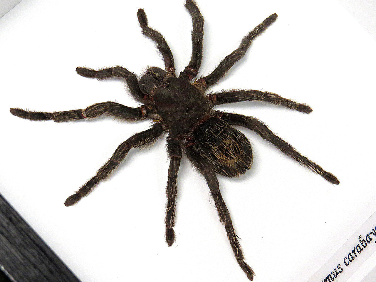Hapalotremus carabaya Taxidermy Spider