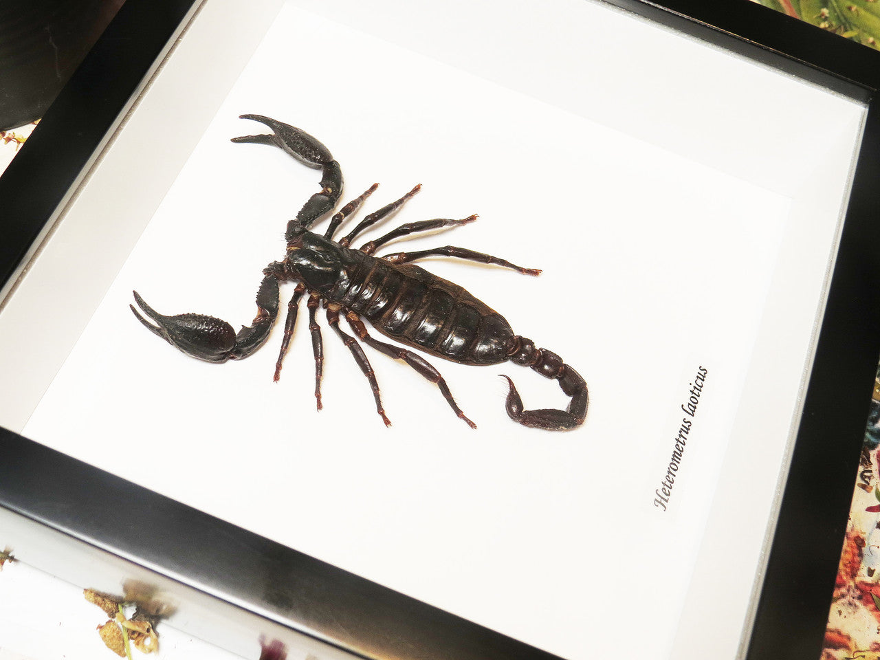 Taxidermy Scorpion