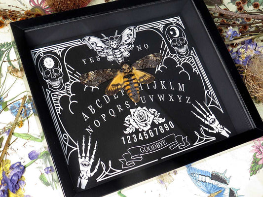 Acherontia atropos -Death's-head moth Ouija board Taxidermy