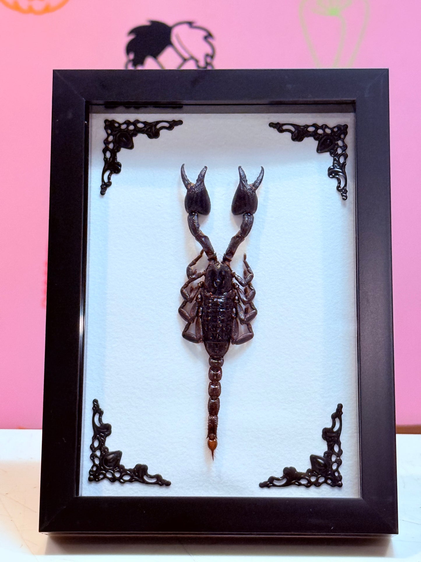 Asian Forest Scorpion Taxidermy