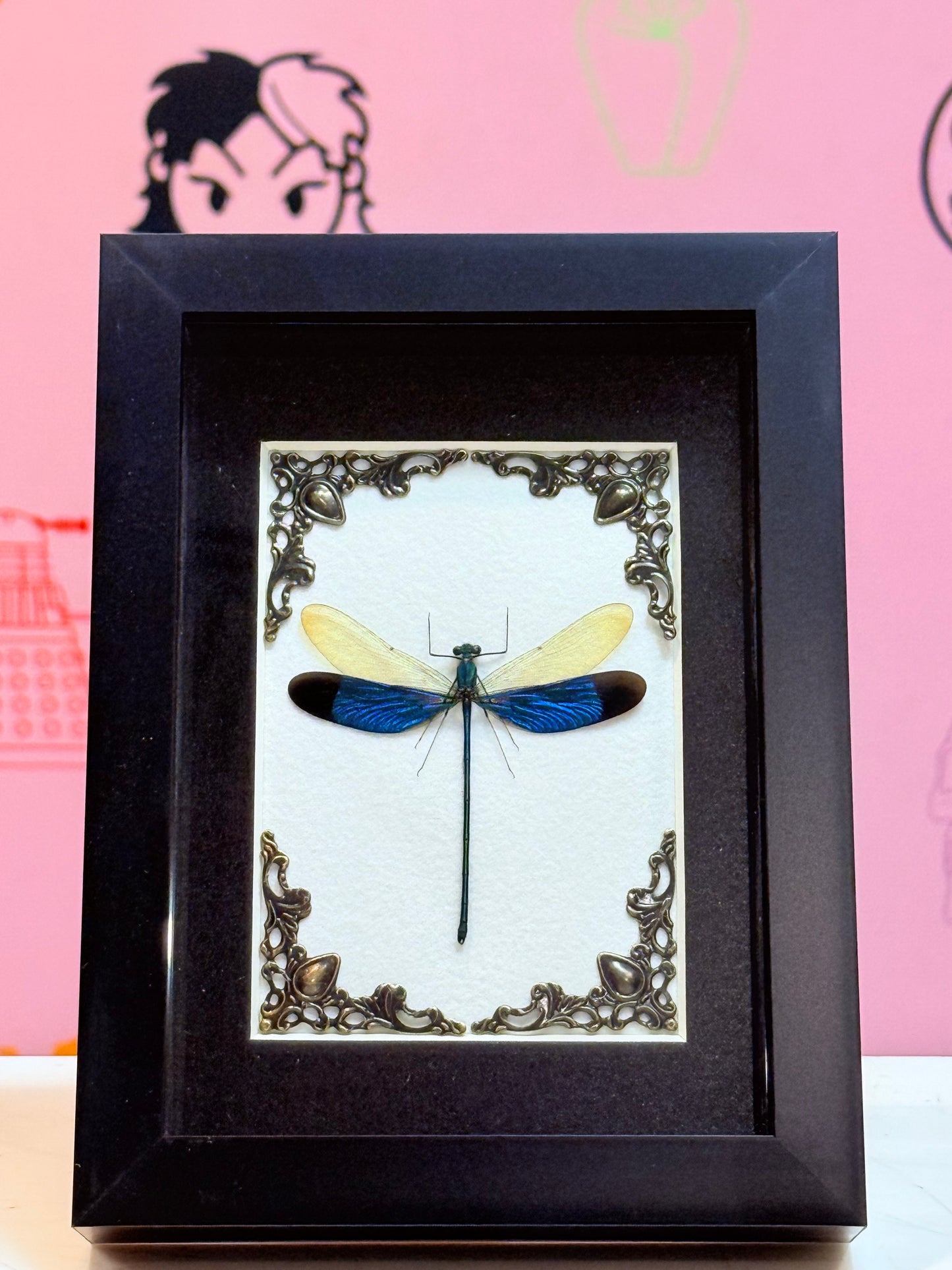 Great Blue Metalwing Damselfly Taxidermy