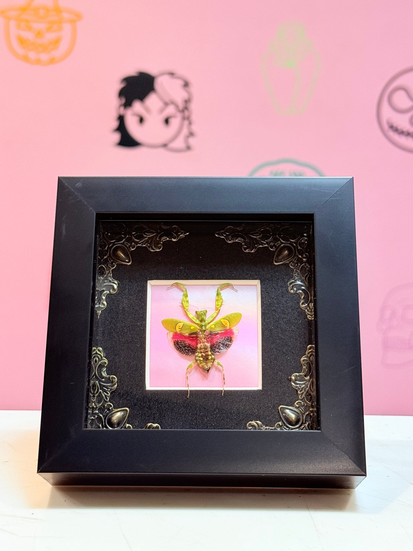 Flower Mantis Taxidermy