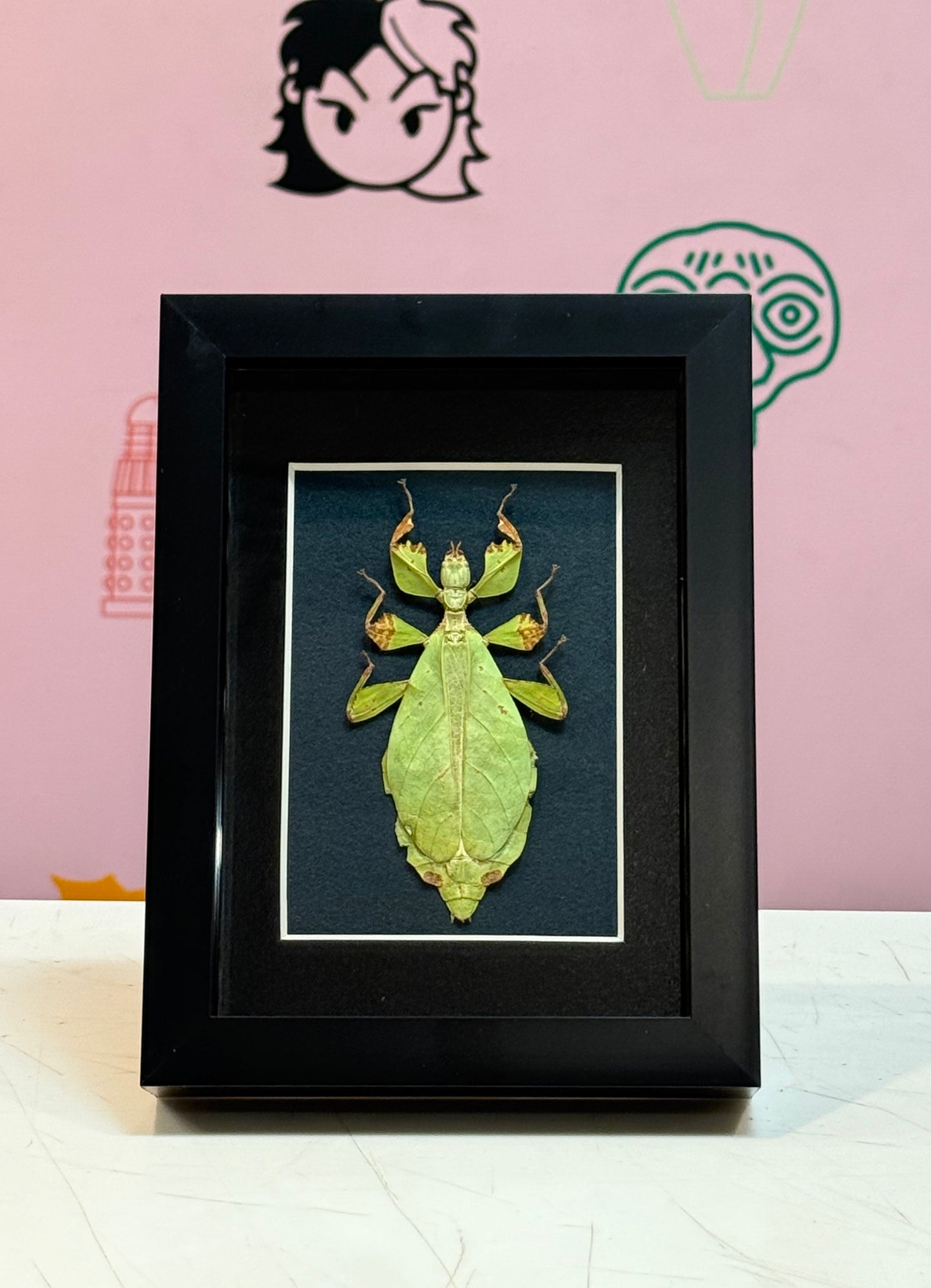 Leaf Insect Taxidermy