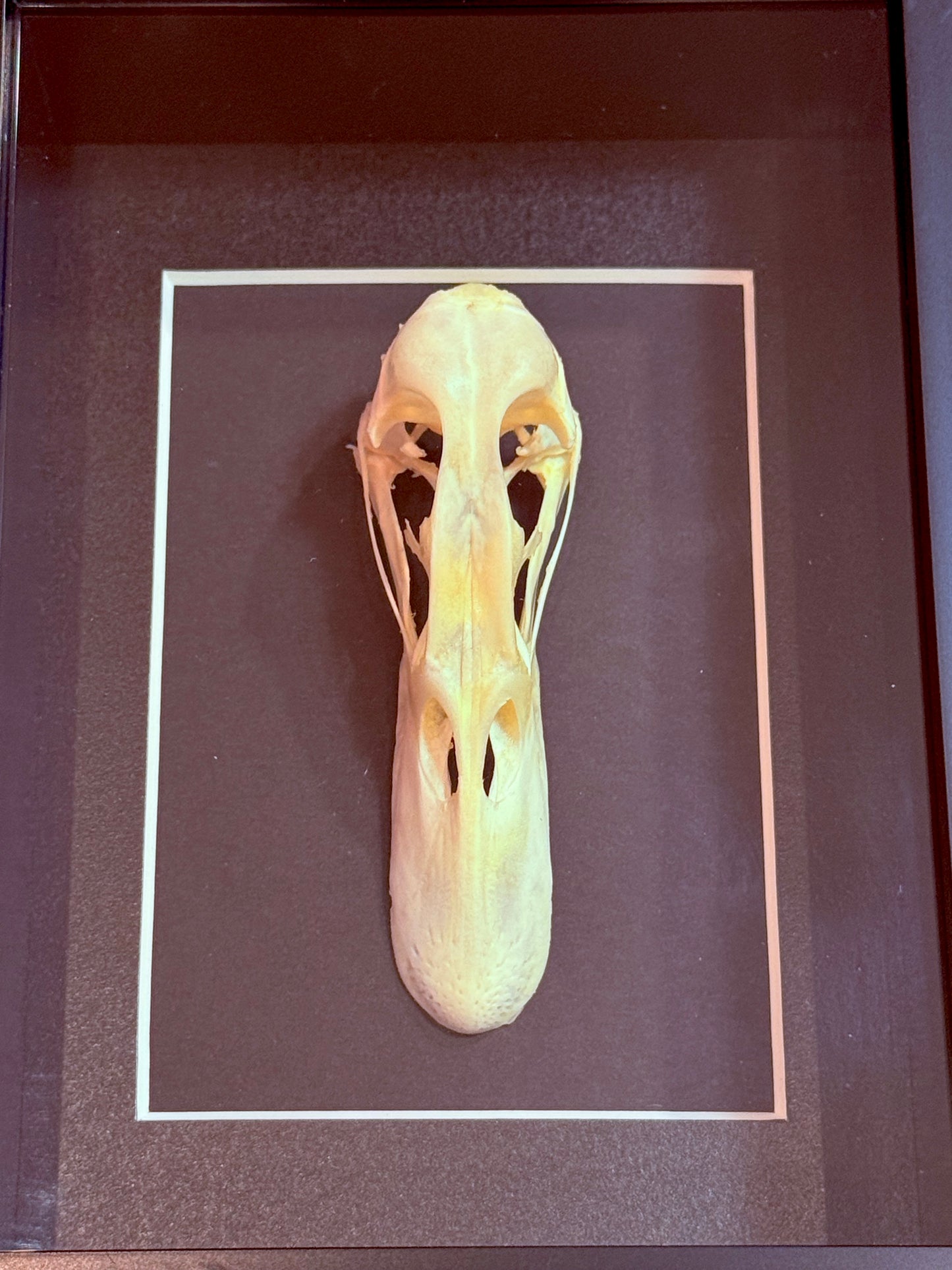 Mallard Duck Skull Taxidermy