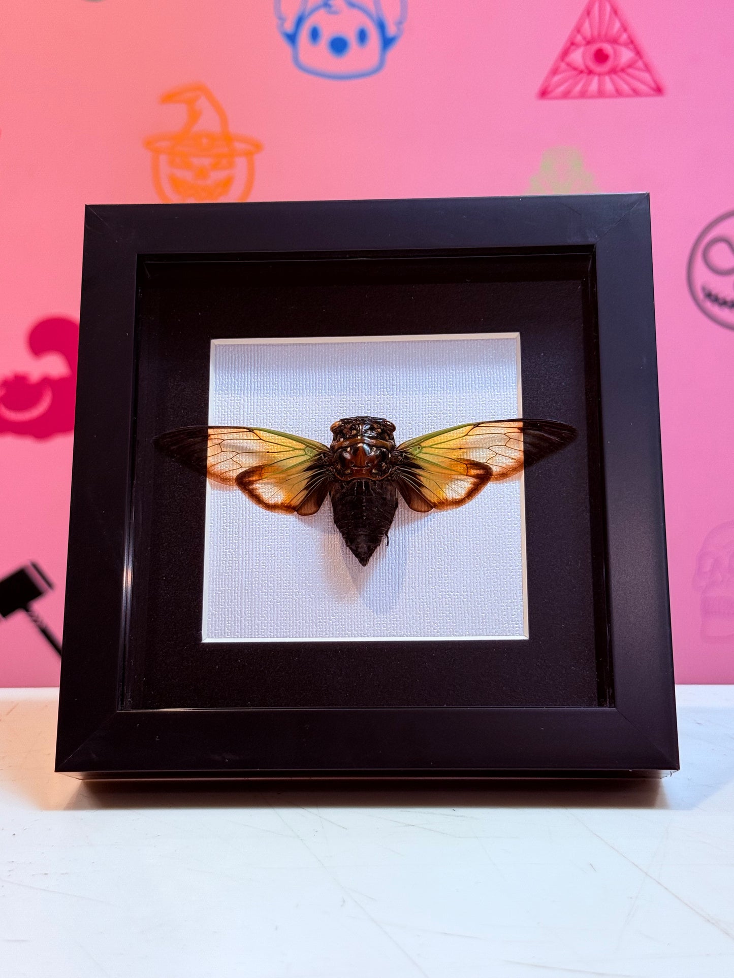 Clear Winged Giant Cicada Taxidermy
