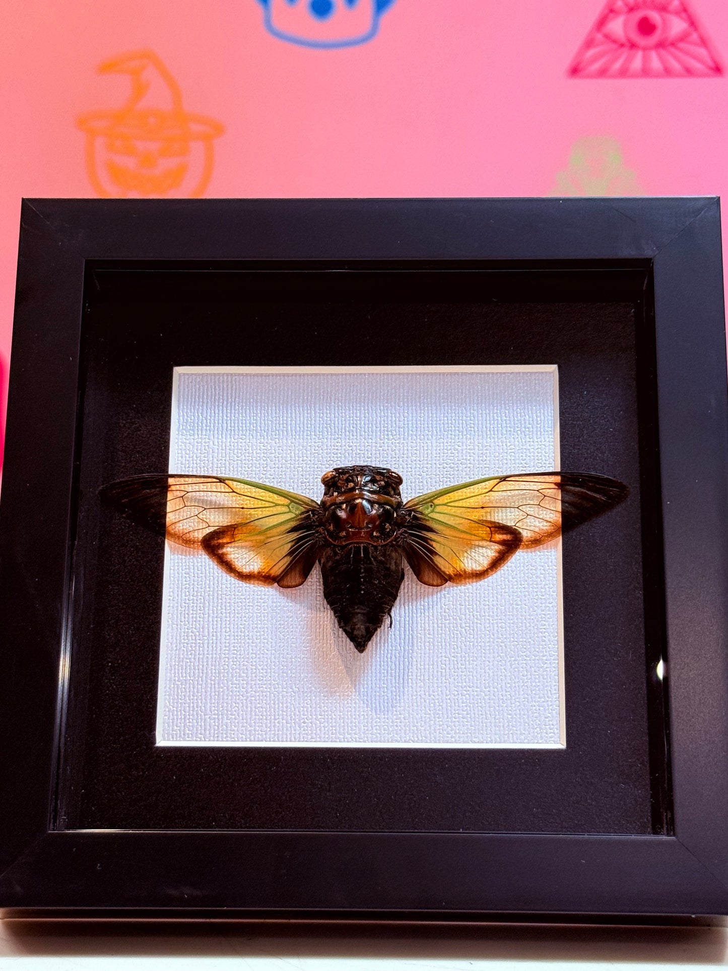 Clear Winged Giant Cicada Taxidermy