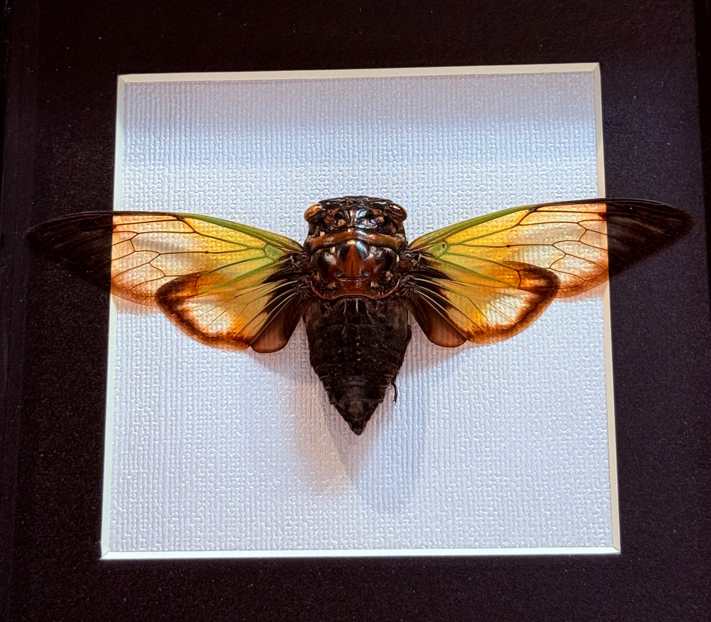 Clear Winged Giant Cicada Taxidermy