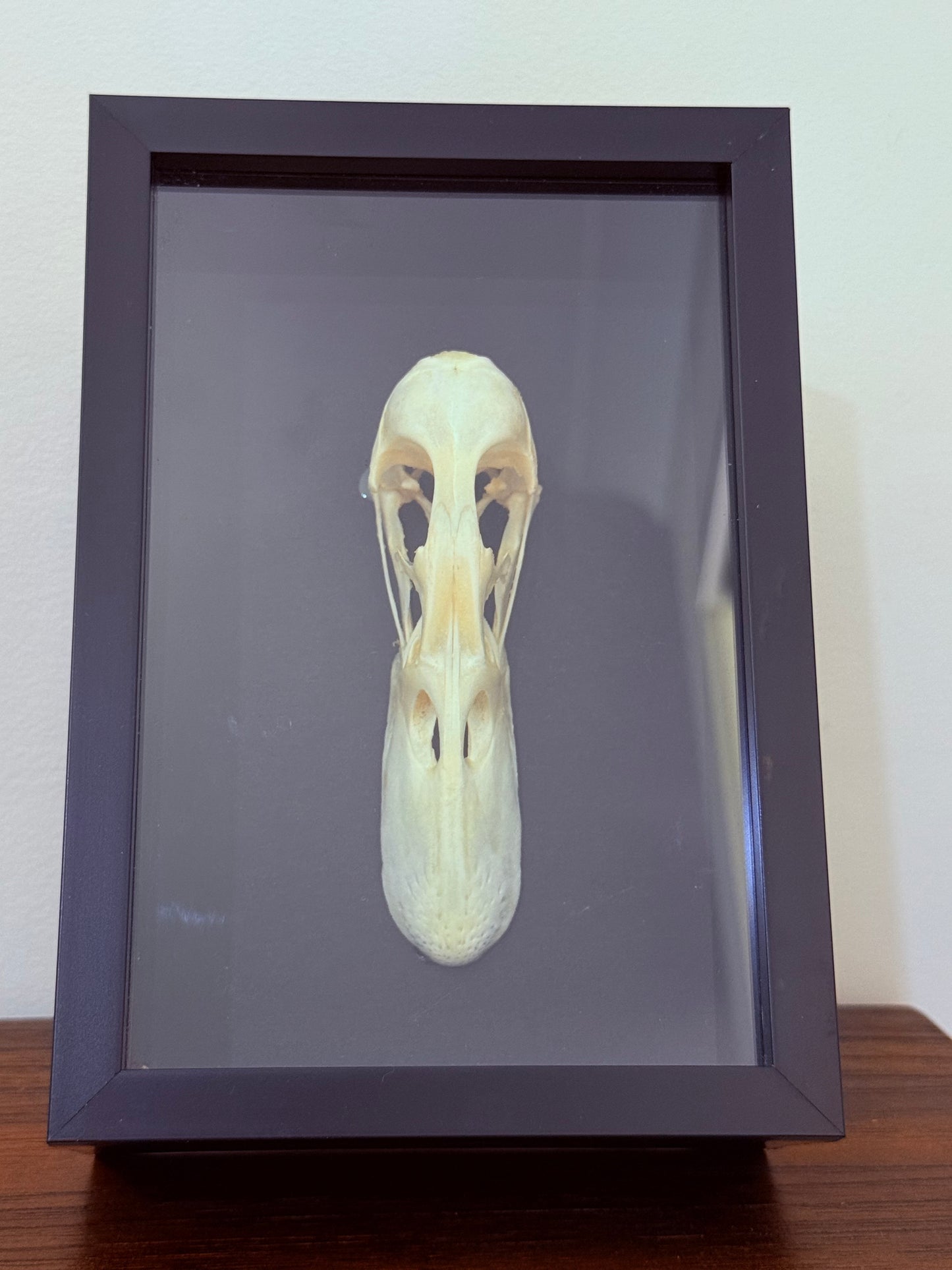 Mallard Duck Skull Taxidermy