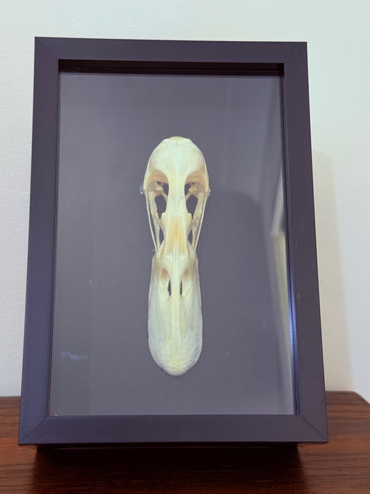 Mallard Duck Skull Taxidermy