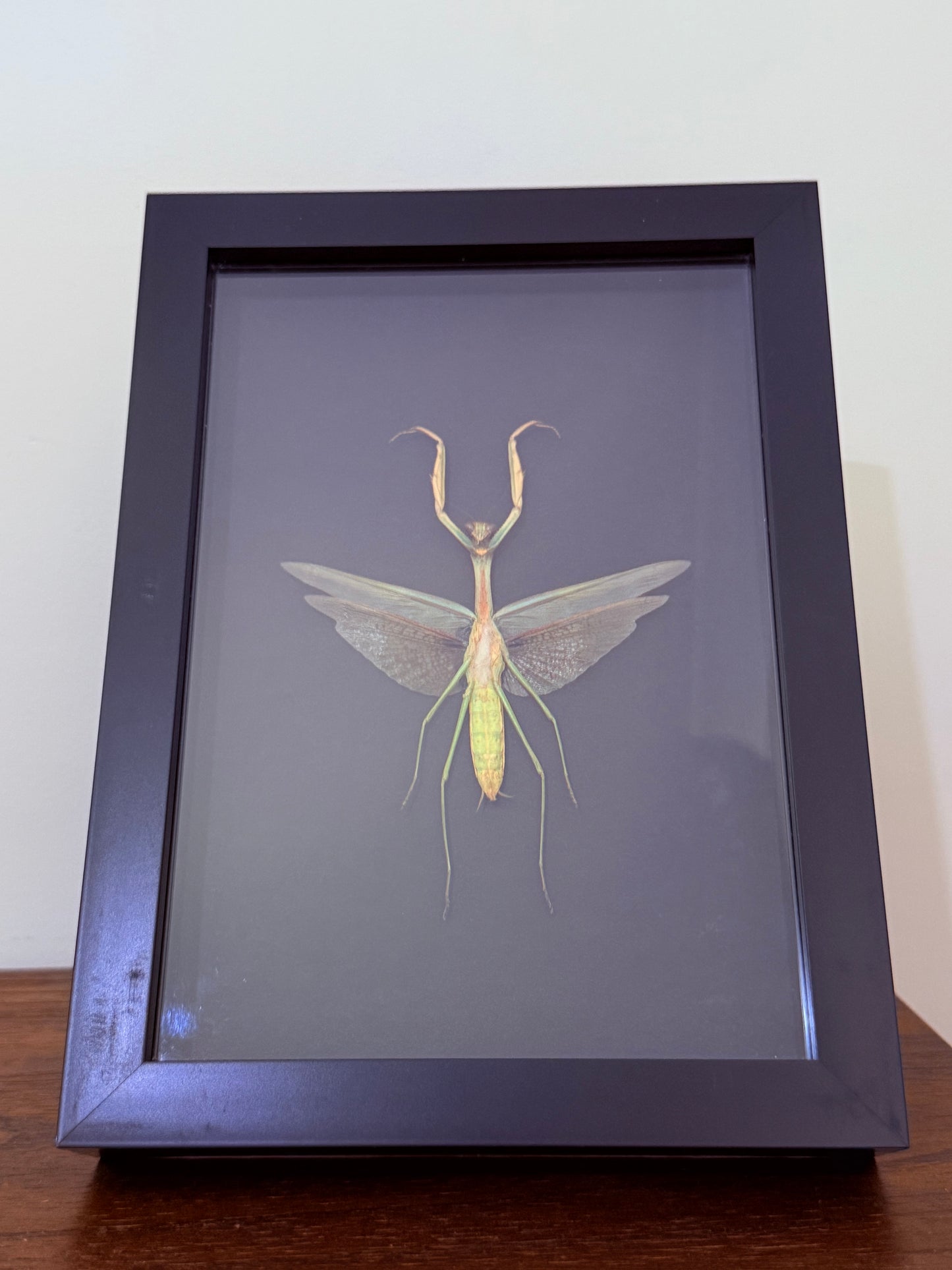 Praying Mantis Taxidermy