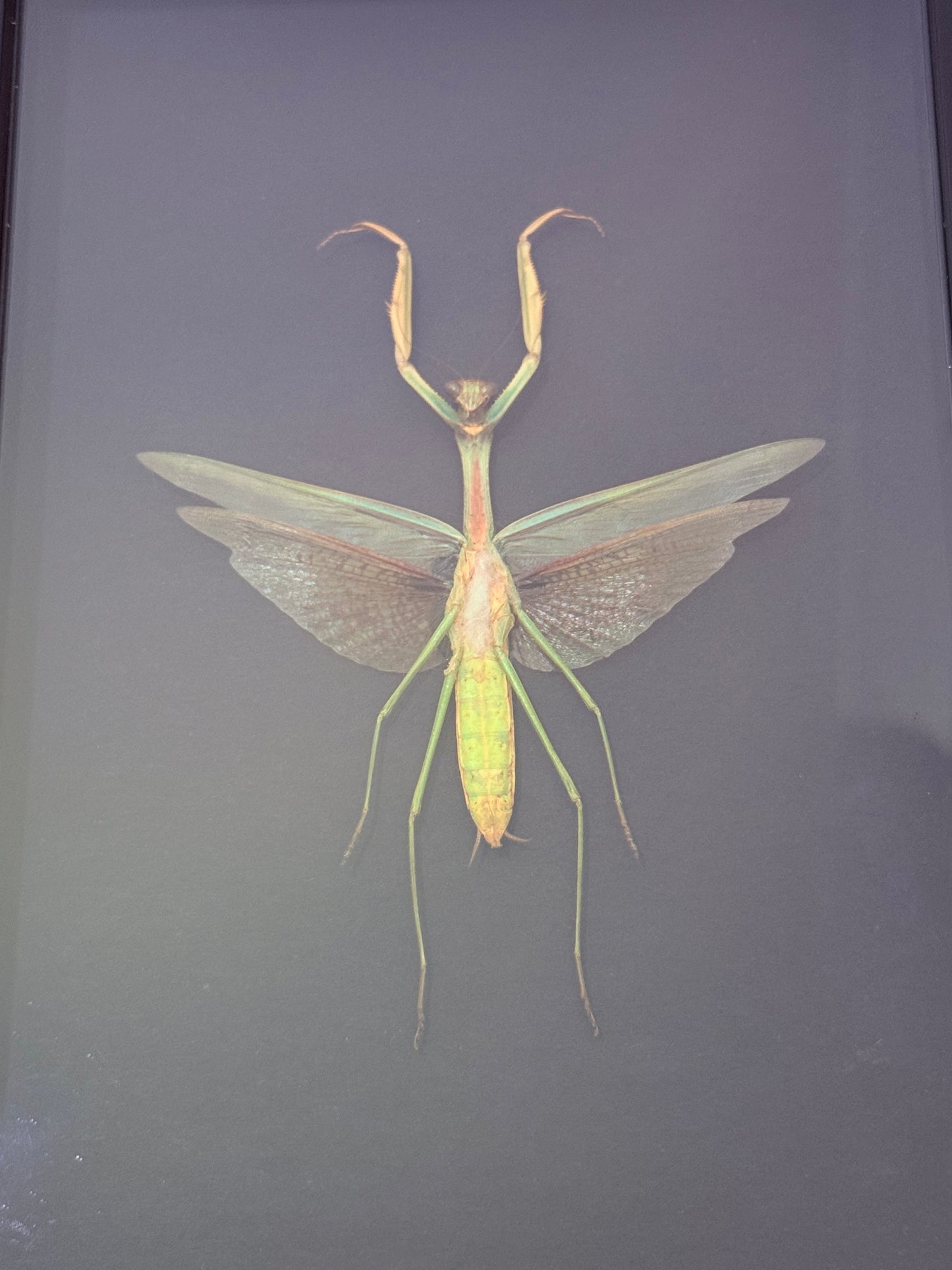 Praying Mantis Taxidermy