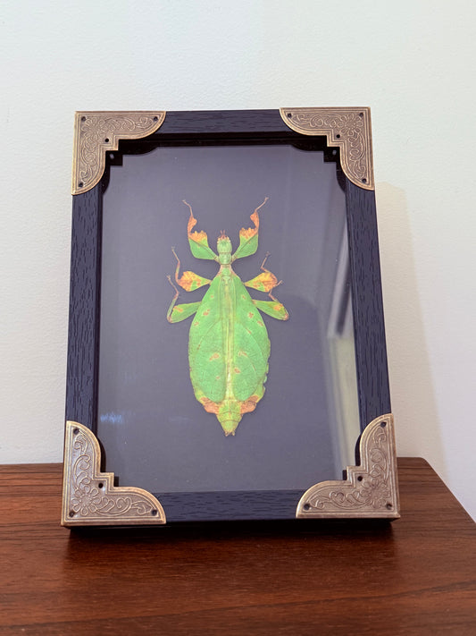 Leaf Insect Taxidermy