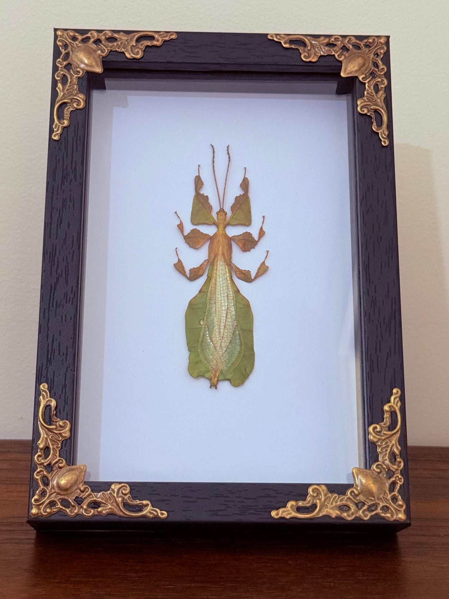 Leaf Insect Taxidermy