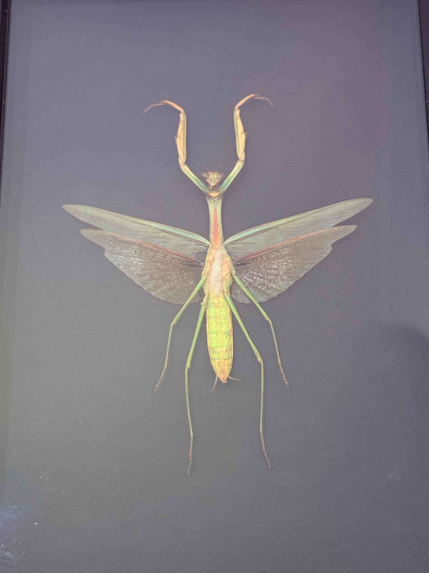 Praying Mantis Taxidermy