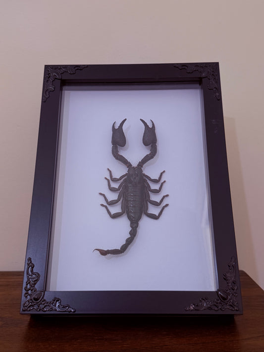 Asian Forest Scorpion Taxidermy