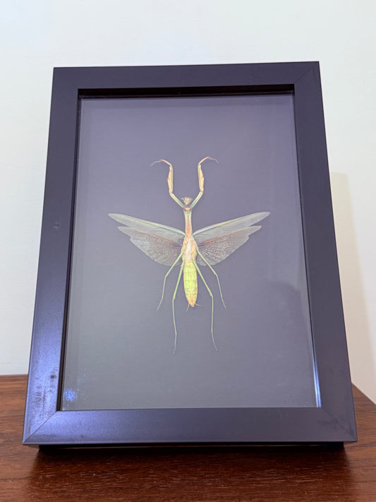 Praying Mantis Taxidermy