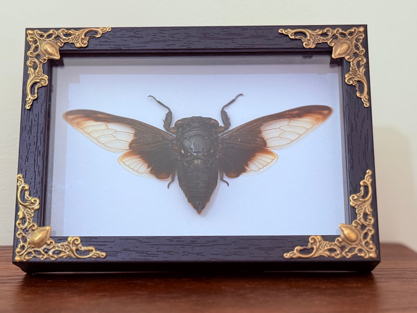 Clear Winged Giant Cicada Taxidermy