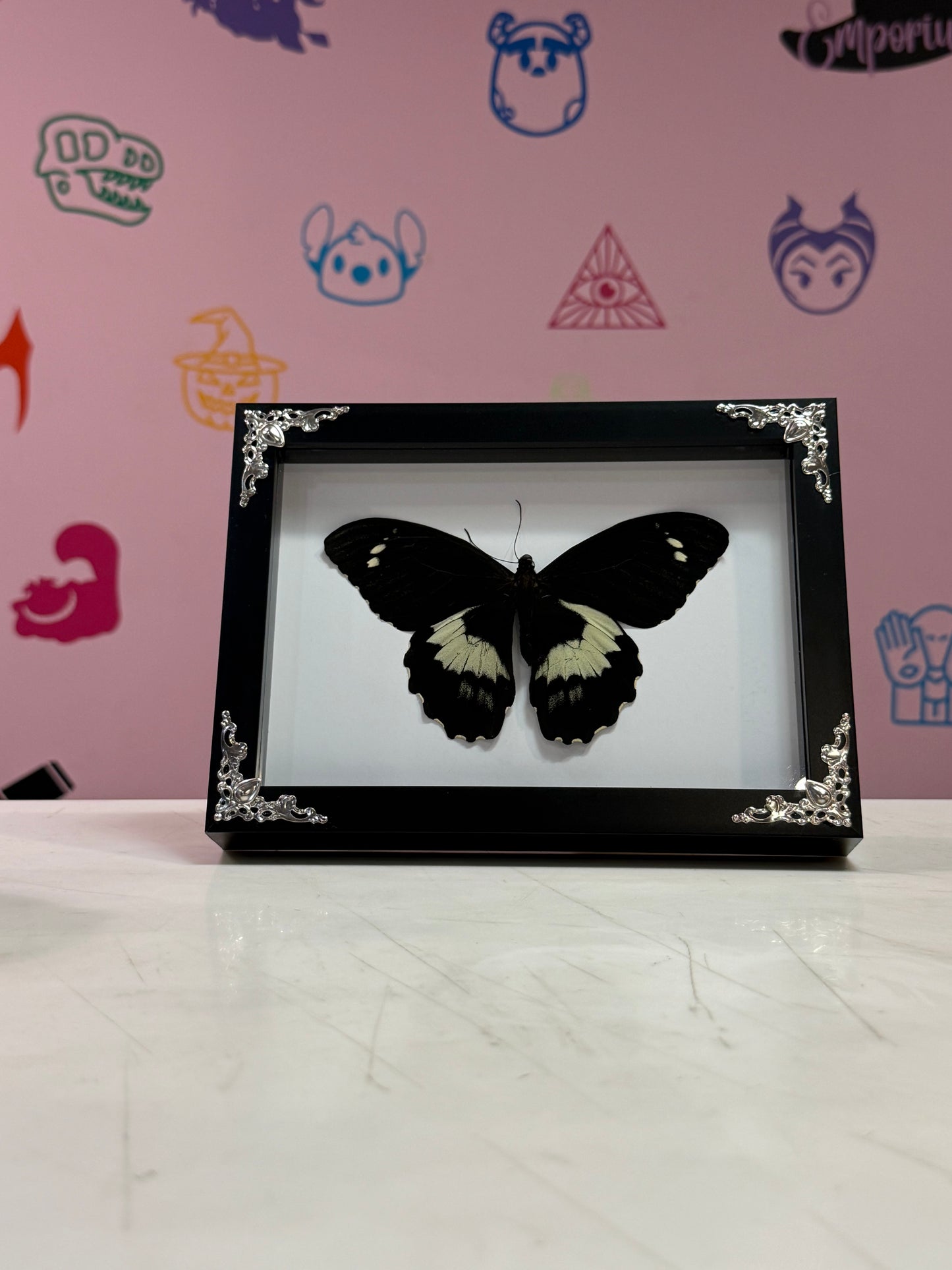 A2 Papilio Gambrisius- Male Taxidermy