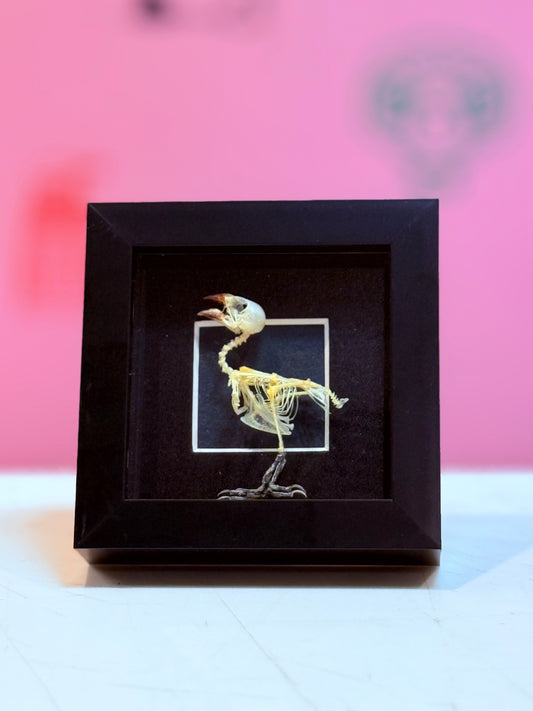 Fully Articulated Sparrow Skeleton Taxidermy