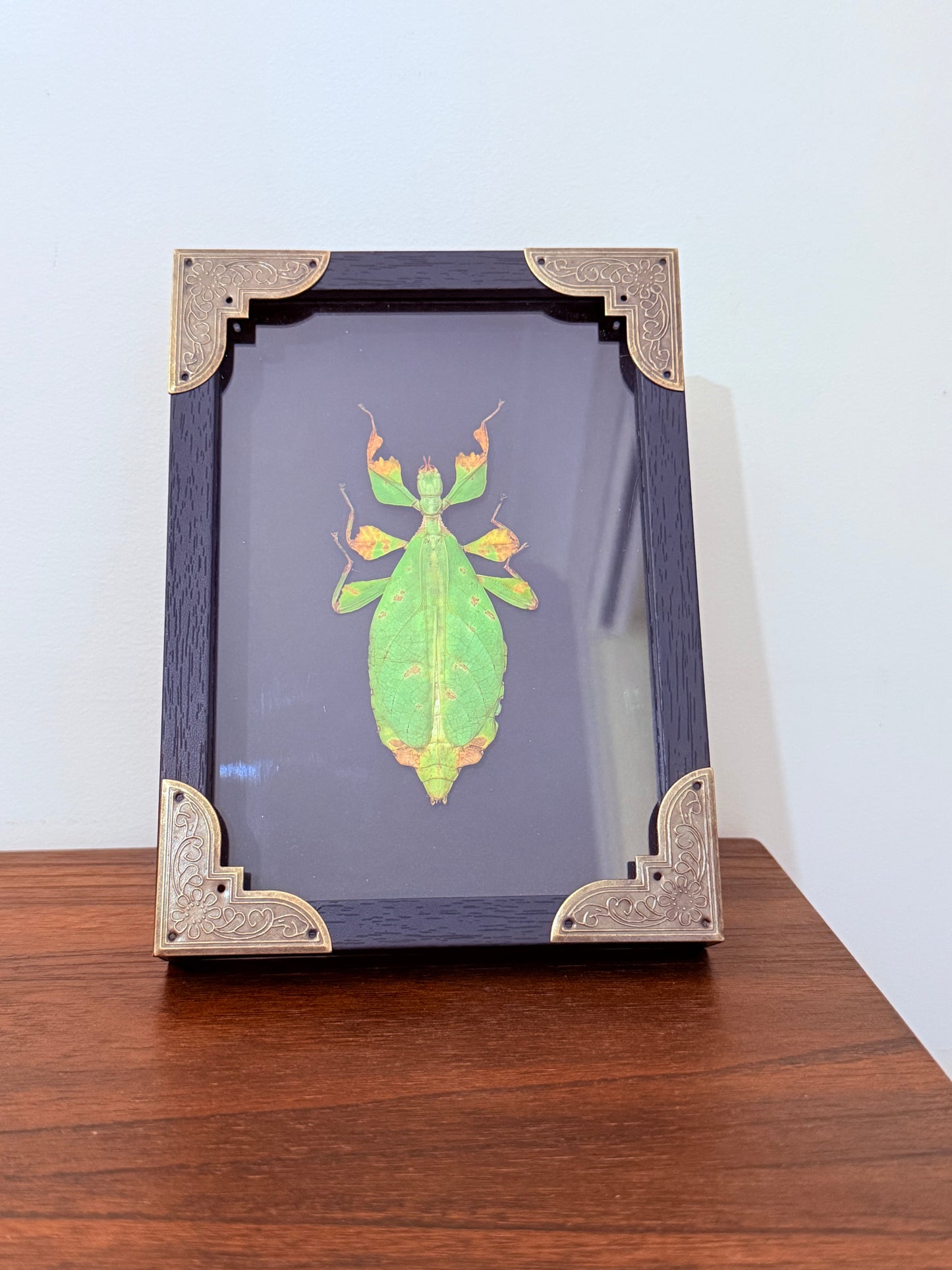 Leaf Insect Taxidermy