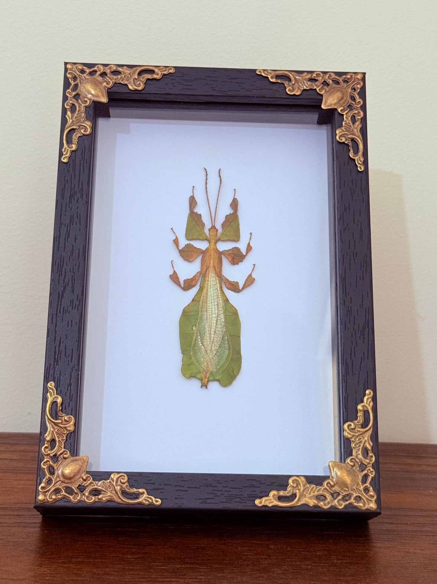 Leaf Insect Taxidermy
