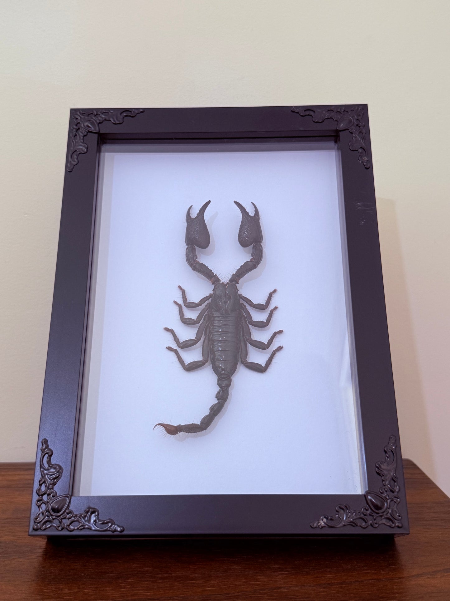 Asian Forest Scorpion Taxidermy