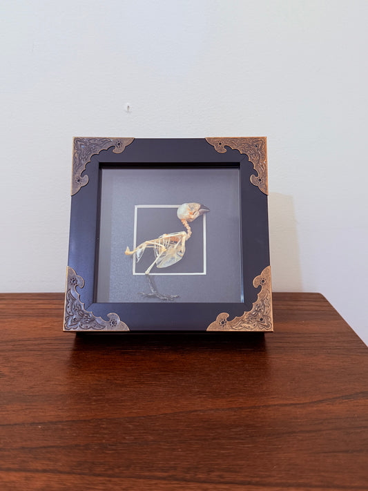 White-headed Munia bird Taxidermy