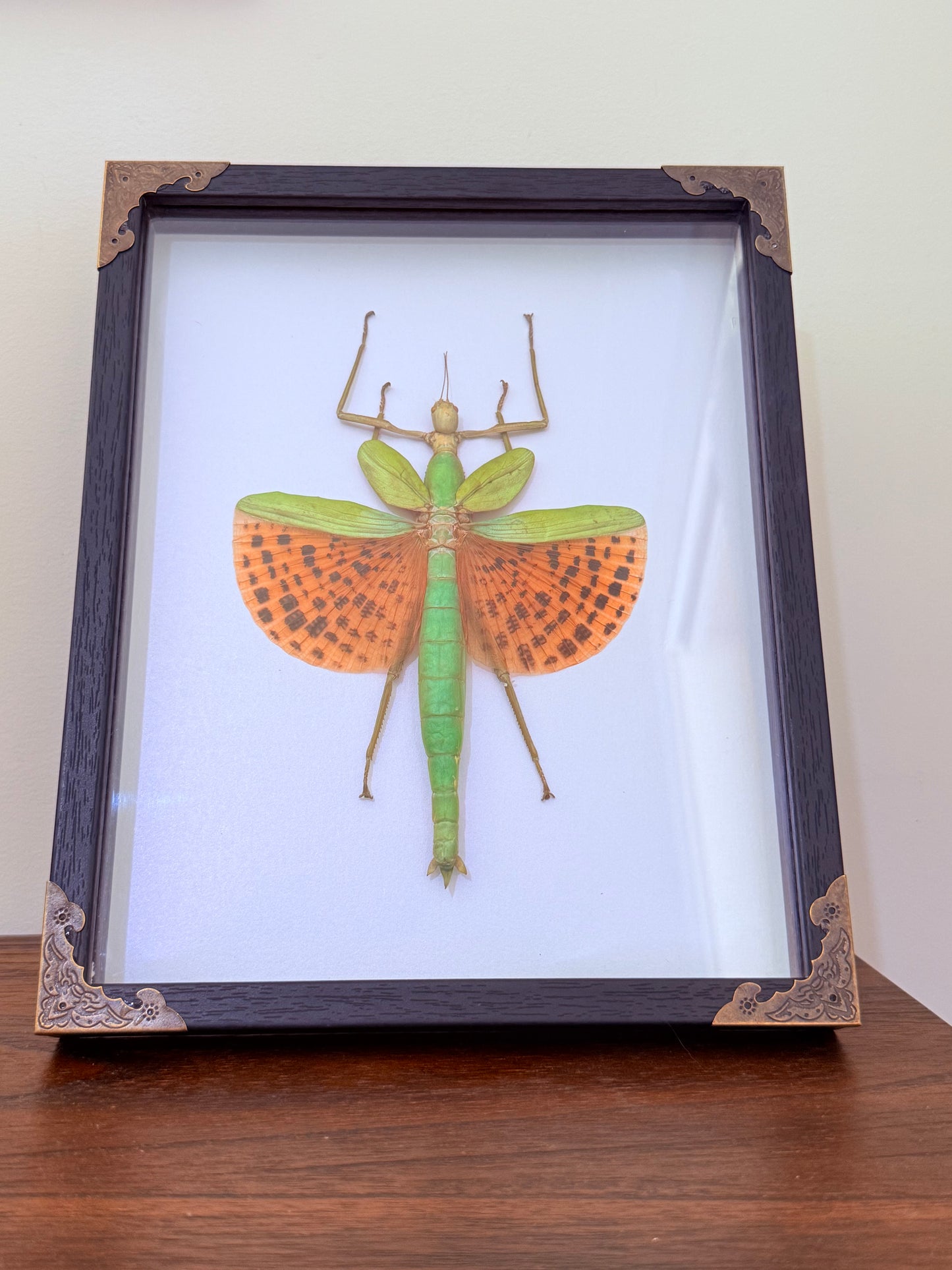 Stick Insect Taxidermy