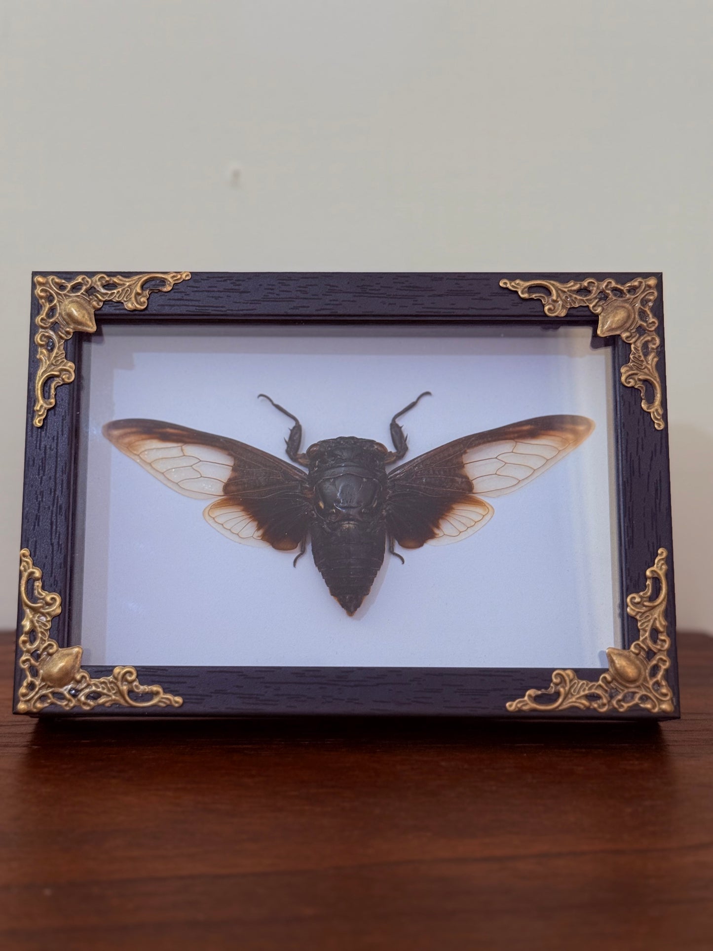 Clear Winged Giant Cicada Taxidermy