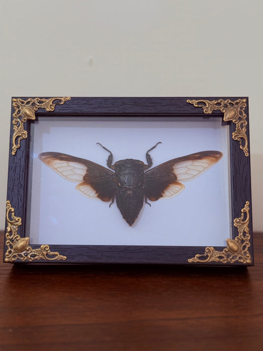 Clear Winged Giant Cicada Taxidermy