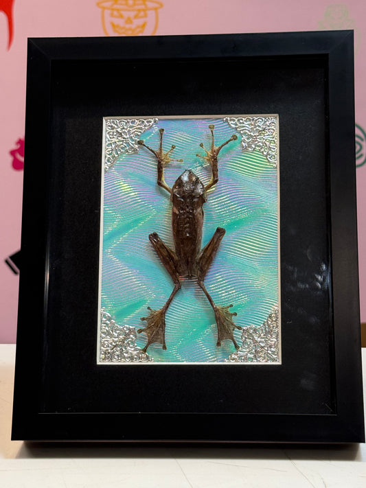 Large Bongao Tree-Frog Taxidermy