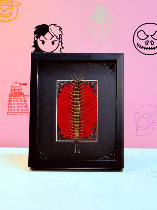 Large Common Centipede Taxidermy