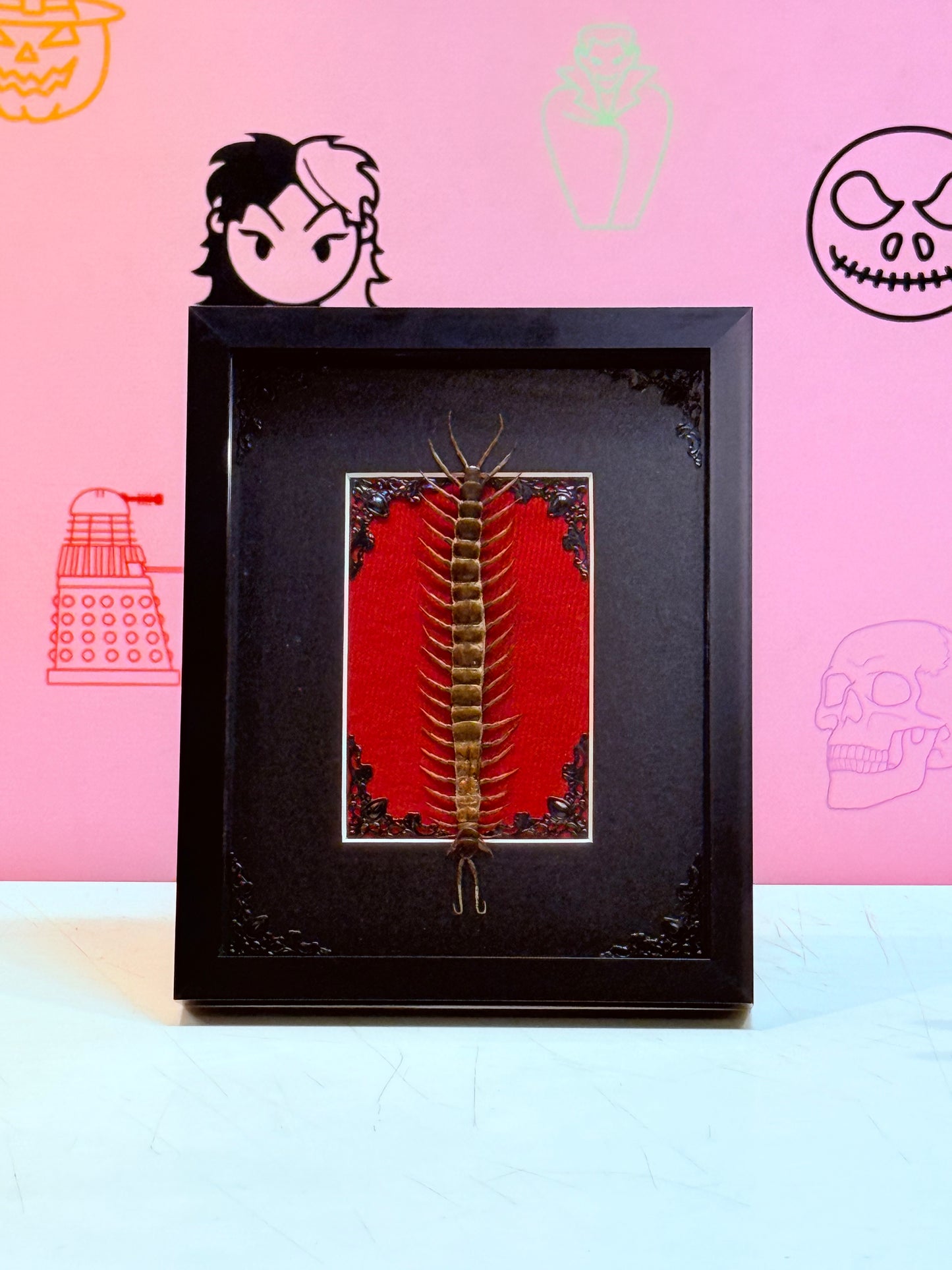 Large Common Centipede Taxidermy