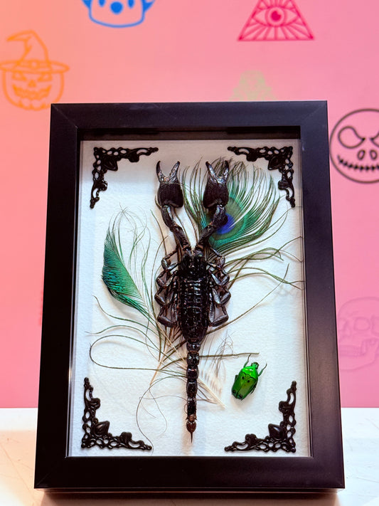 Asian Forest Scorpion Taxidermy