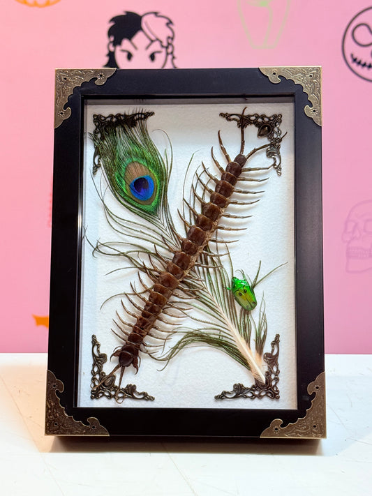 Common Centipede Taxidermy