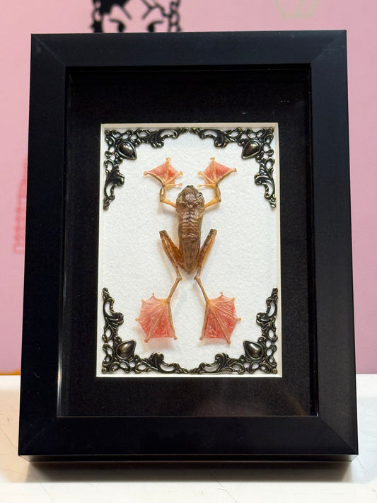 Indonesian Harlequin Tree frog Taxidermy