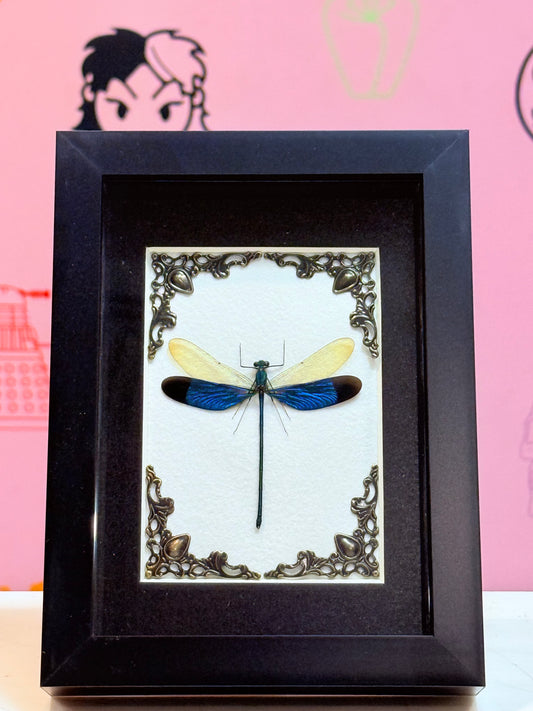 Great Blue Metalwing Damselfly Taxidermy
