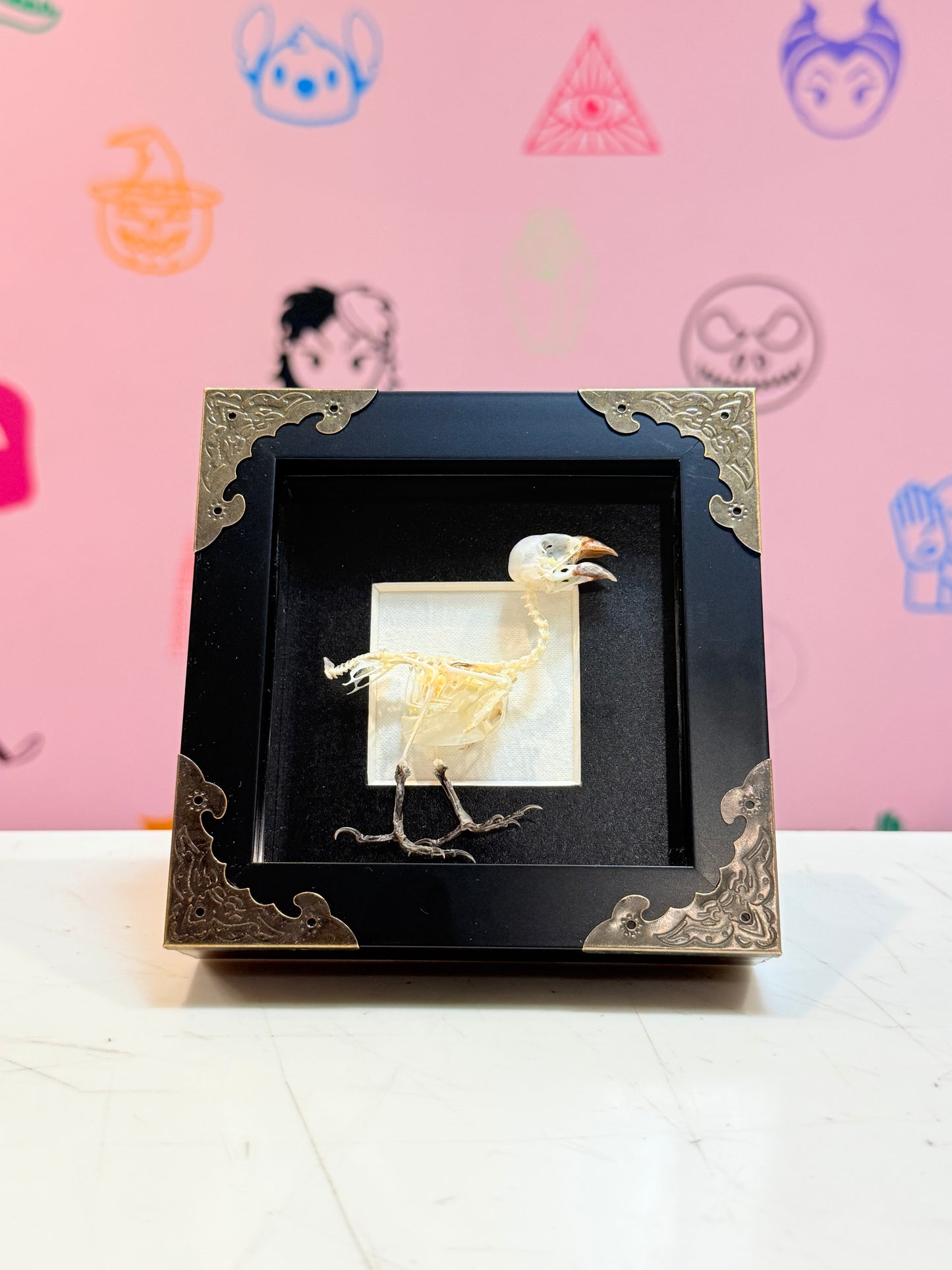 Fully Articulated Sparrow Skeleton Taxidermy