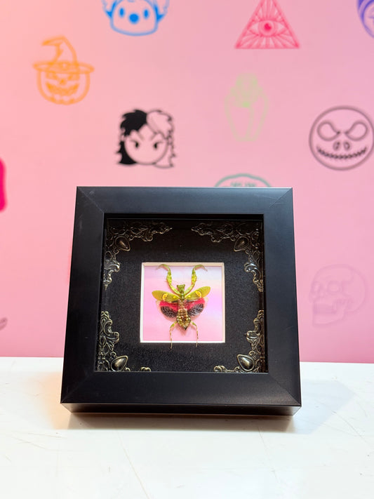 Flower Mantis Taxidermy