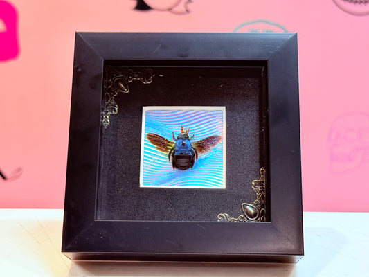 Blue Carpenter Bee Taxidermy