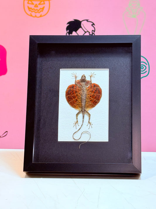Flying Lizard Taxidermy