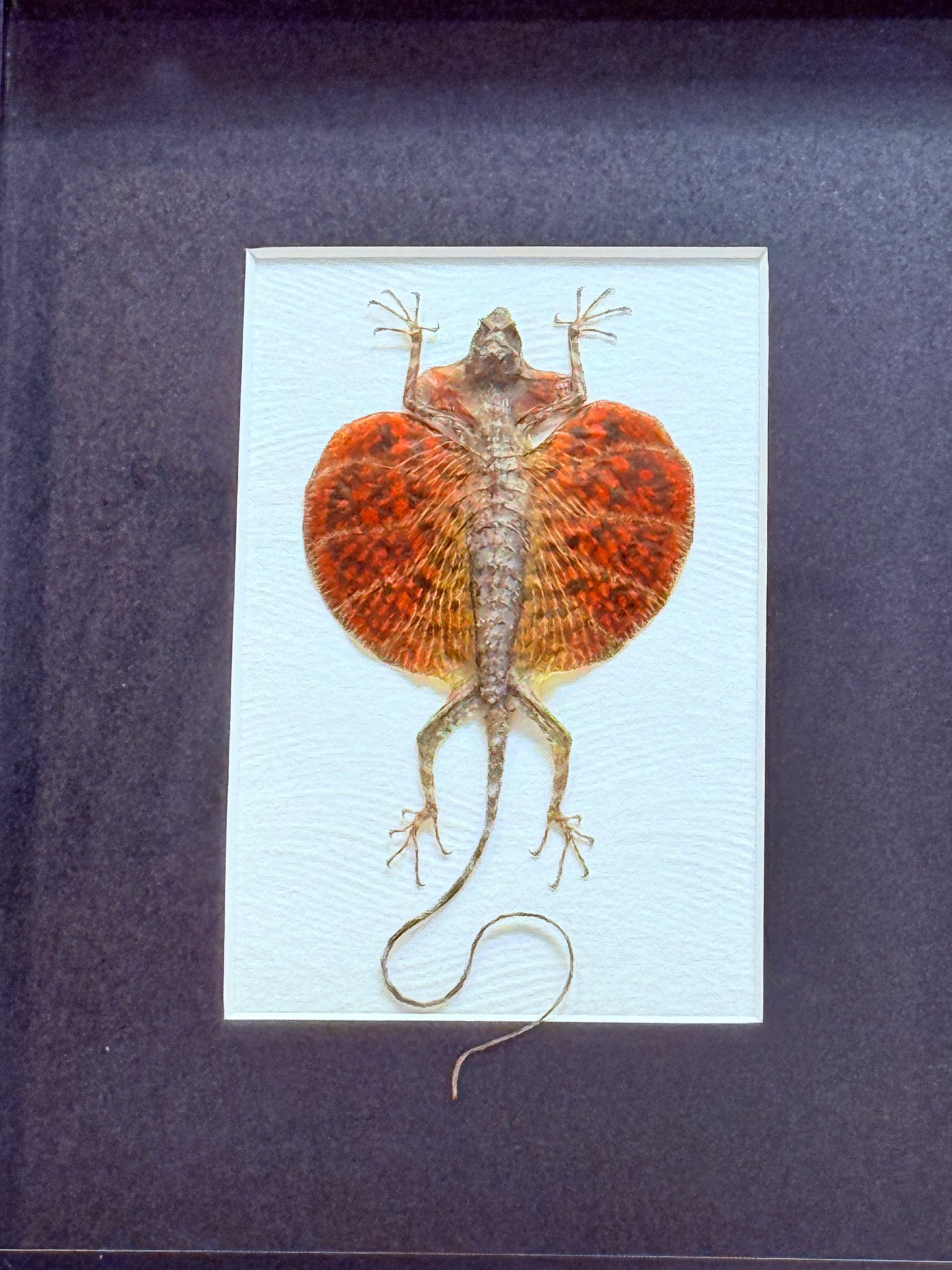 Flying Lizard Taxidermy