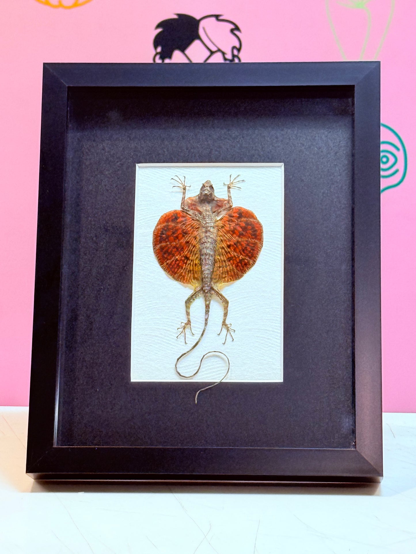 Flying Lizard Taxidermy
