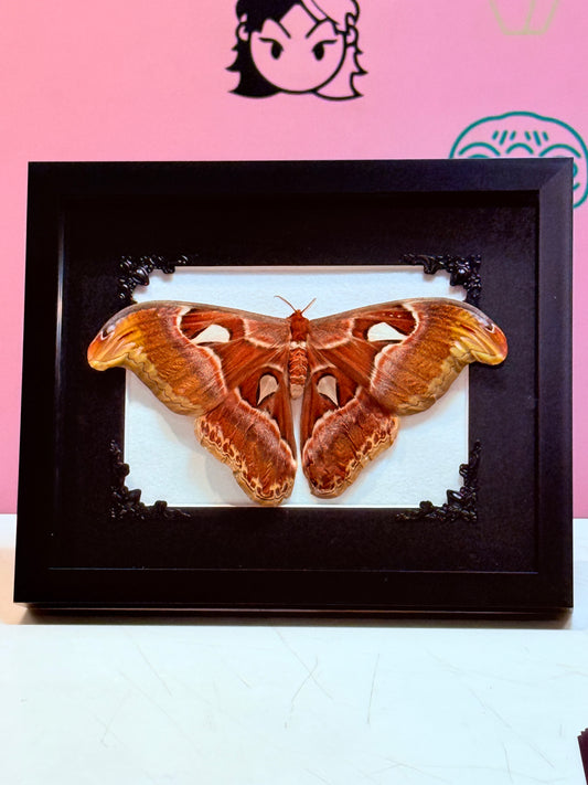 A2 Atlas Moth Taxidermy